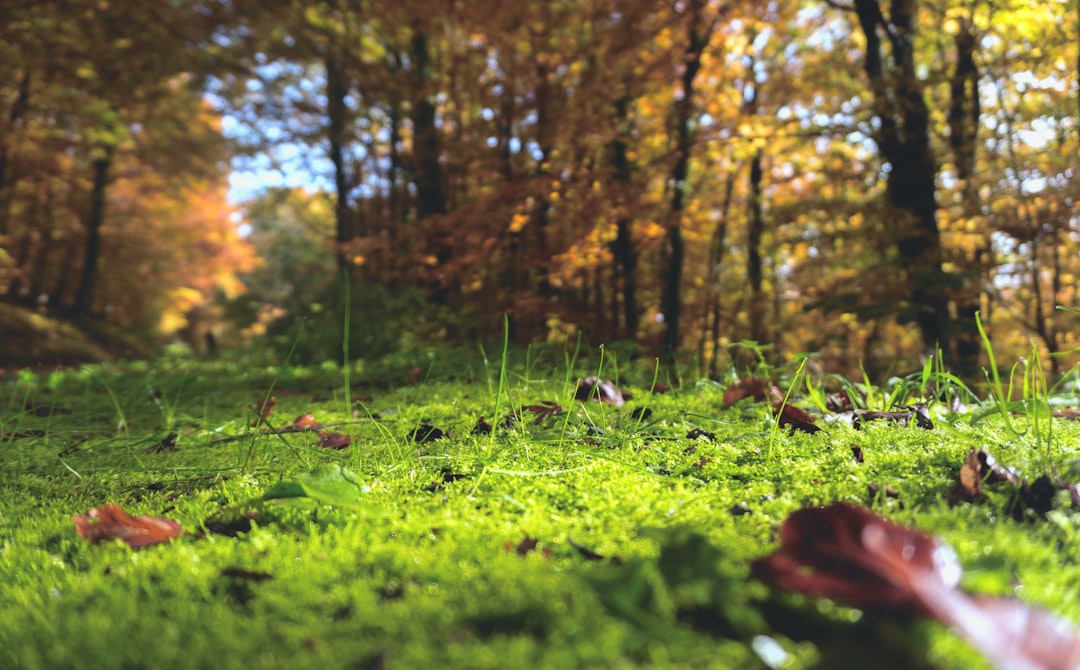 Photo Lawn mowing